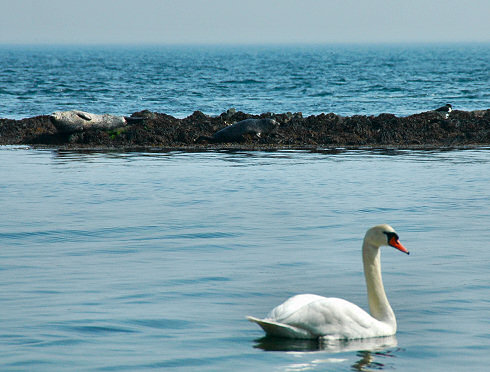 Picture of a swan, two seals and an oystercatcher