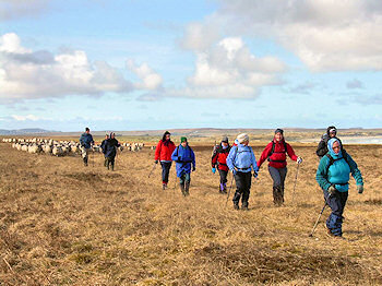 Picture of a group of walkers followed by a herd of sheep
