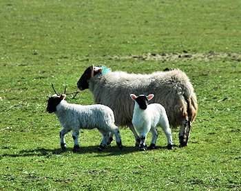 Picture of a sheep with two lambs