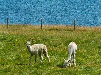 Picture of two alpacas on a field near the shore
