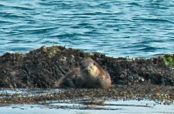 Picture of an otter on some rocks covered with seaweed