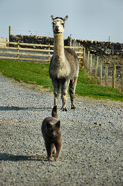 Picture of a cat and an alpaca