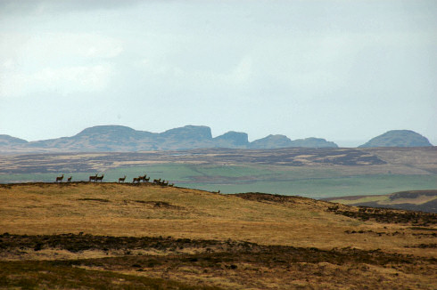 Picture of deer on a hill, an interesting rock cliff formation in the distance in the background