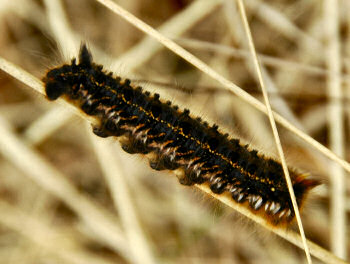 Picture of a caterpillar in high grass