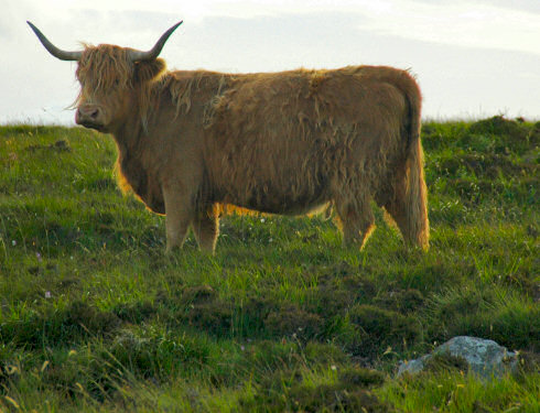 Picture of a Highland Cow in the mild evening light
