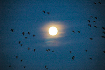 Picture of birds on a moonlit sky