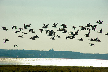 Picture of geese flying over a sea loch with a coastal village on the other side. It looks like the geese are flying over the village