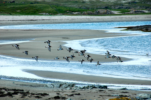 Picture of a group of oystercatchers flying over a beach