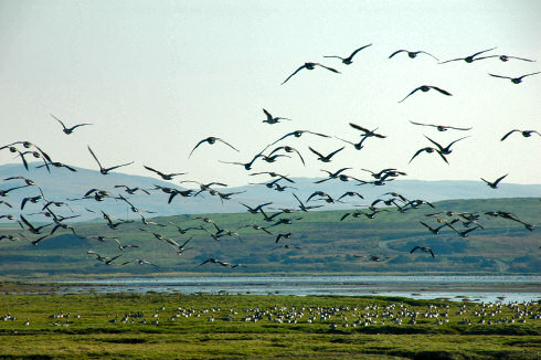 Picture of geese in flight with others resting on the ground