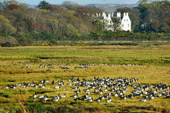 Picture of geese in marshland in front of a large white building