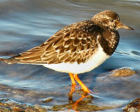 Picture of a turnstone (bird)