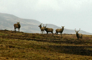 Picture of deer on a hillside on a gloomy late afternoon