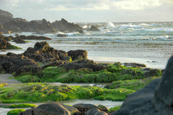 Picture of seaweed on rocks on a beach in the mild evening light