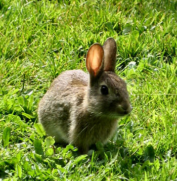 Picture of a young rabbit