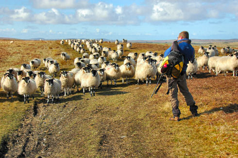 Picture of a photographer standing in front of a herd of sheep