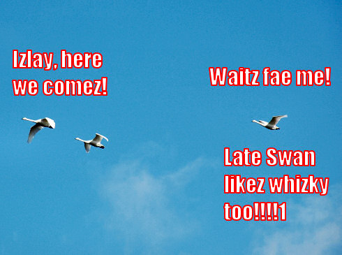 Picture of three swans with a funny caption