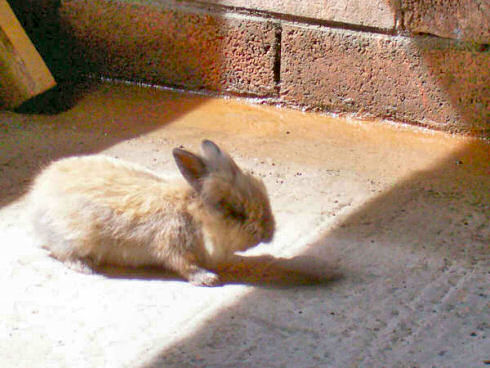 Picture of a rabbit on a construction site