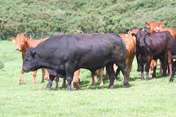 Picture of a large black bull, other cattle around it