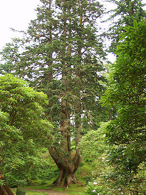 Picture of a very large and wide tree