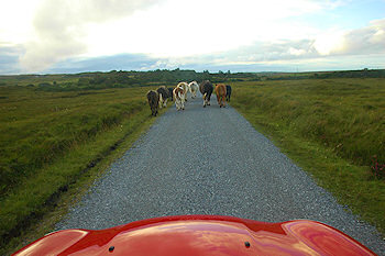 Picture of cows walking in front of a car on a single track road