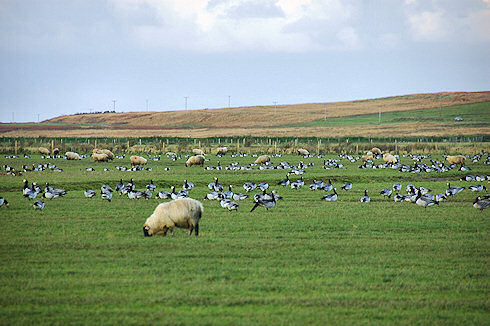 Picture of geese and sheep grazing in the same field