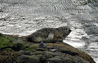 Picture of a seal on a rock near the sea