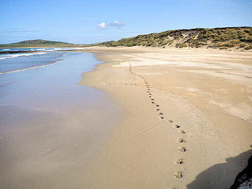 Picture of footsteps along a golden sandy beach, dunes on the right