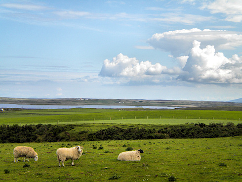 Picture of 3 sheep, a loch (lake) and some dramatic clouds