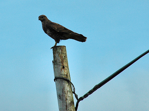 Picture of a Buzzard sitting on a telephone pole