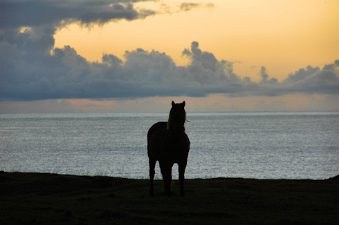 Picture of the silhouette of a horse against an evening sky, close to sunset
