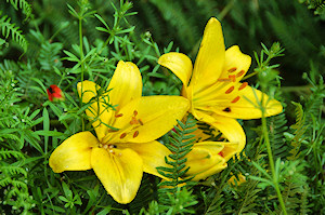 Picture of two yellow flowers