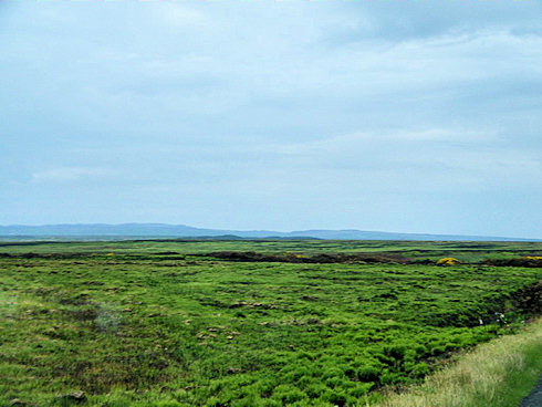 Picture of a flat landscape with fresh green growing on an area which was previously devastated by a wildfire