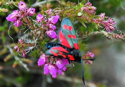 Picture of a Six-Spot Burnet Moth on some early heather