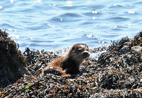 Picture of an otter on a shore