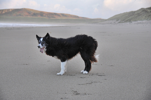 Picture of a Border Collie on a beach, standing facing the sea with its tongue hanging out after running around