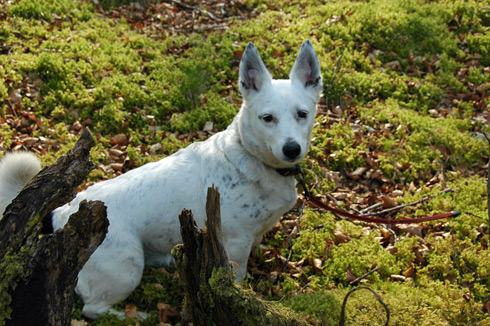 Picture of a white dog in the undergrowth in a wood