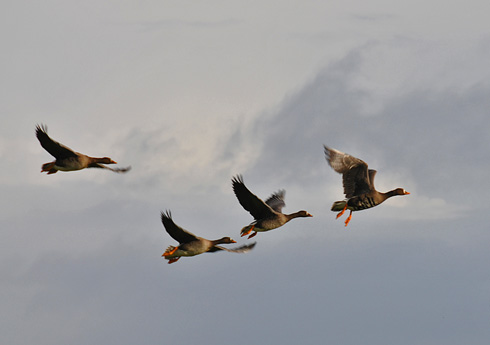 Picture of four White-Fronted Geese in flight over Islay