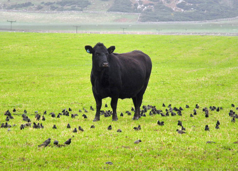 Picture of a cow surrounded by Starlings