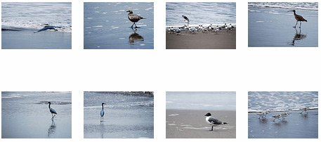 Screenshot of thumbnails of bird pictures
