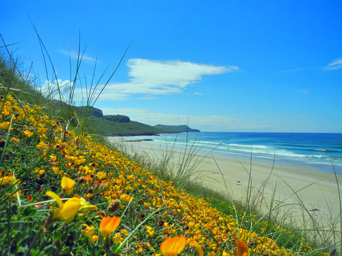 Picture of yellow flowers on dunes above a sandy beach and wide bay