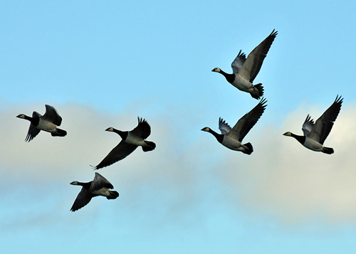 Picture of six Barnacle Geese in flight