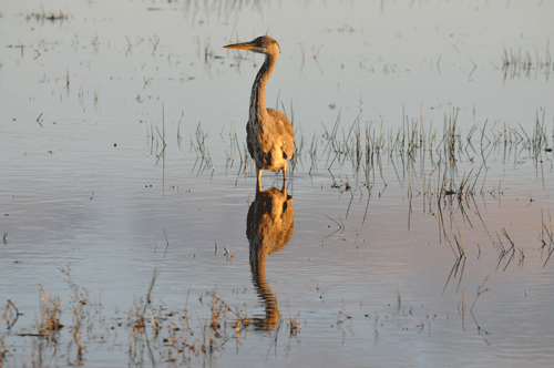 Animated picture of a Heron moving from left to right