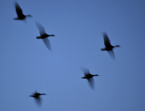 Blurry picture of geese in the late evening sky
