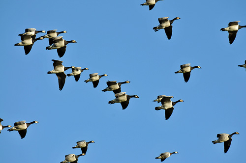 Picture of Barnacle Geese in flight