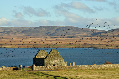 Picture of Barnacle Geese in flight over the ruin of a chapel
