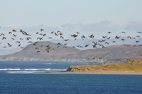 Picture of geese flying above dunes and a hilly landscape