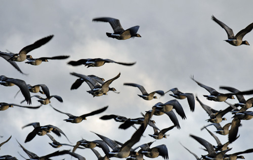 Picture of Barnacle Geese lifting off after being spooked