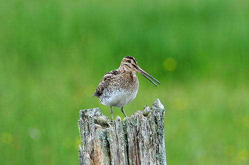 Picture of a Snipe sitting on an old post, beak slightly open