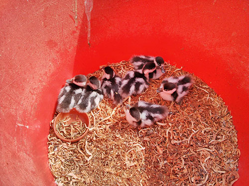 Picture of ducklings in a large bucket