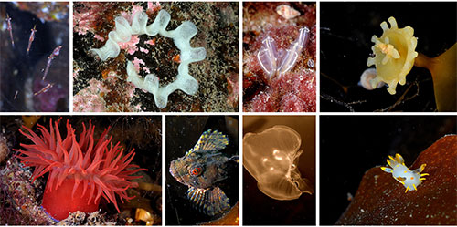 Screenshot of a gallery of underwater pictures